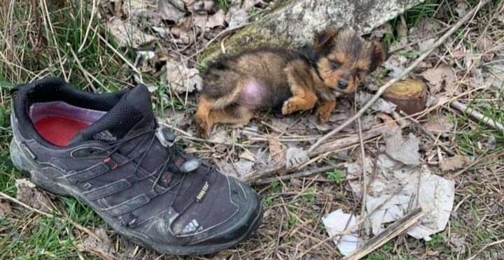 Guy Finds A Puppy Using A Shoe For Shelter And Gives Her A Whole New Life